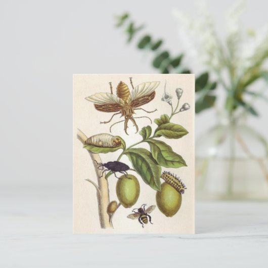 van insectorum Surinamensium, Bord van de Briefkaart (Staand voorkant)