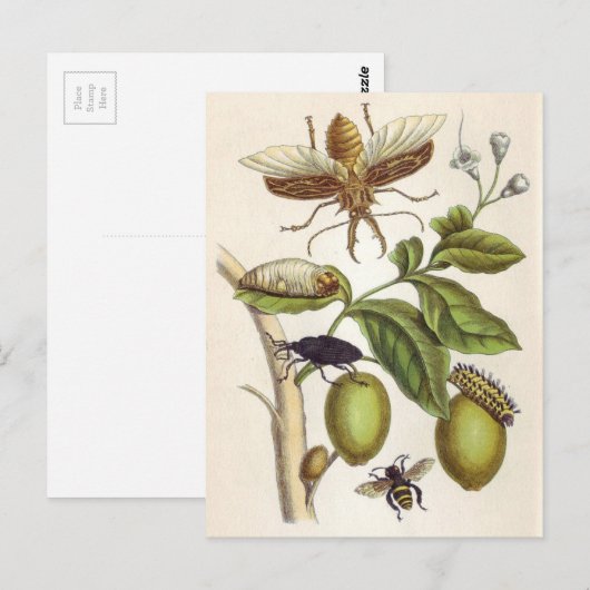 van insectorum Surinamensium, Bord van de Briefkaart (Voorkant / Achterkant)