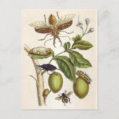 van insectorum Surinamensium, Bord van de Briefkaart (Voorkant)