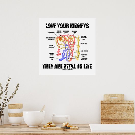 Van je nieren houden ze levensecht (nefron) poster (Keuken)