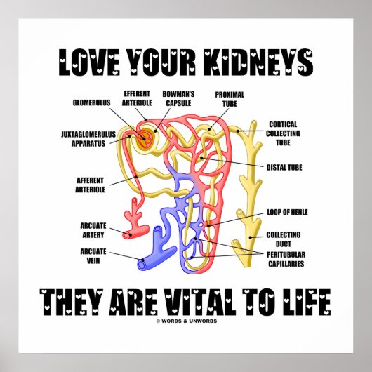 Van je nieren houden ze levensecht (nefron) poster (Voorkant)