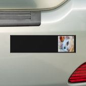 Van kat met blauwe ogen Huisdier Portret Bumpersticker (Op auto)