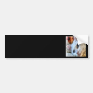 Van kat met blauwe ogen Huisdier Portret Bumpersticker