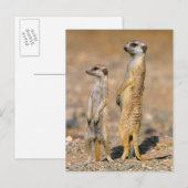 Van Meerkat (Suricata Suricatta) de Schildwachten, Briefkaart (Voorkant / Achterkant)