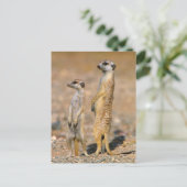 Van Meerkat (Suricata Suricatta) de Schildwachten, Briefkaart (Staand voorkant)