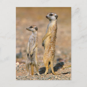Van Meerkat (Suricata Suricatta) de Schildwachten, Briefkaart