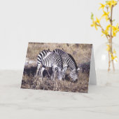 Van Pundamilia (Zebra) het Paar Kaart (Gele Bloem)