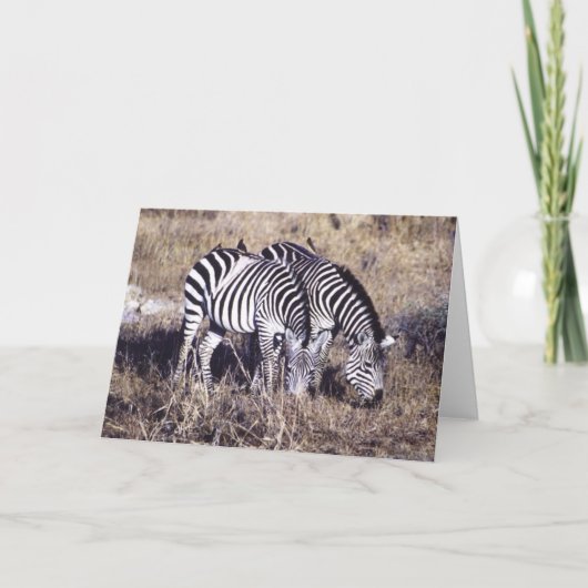 Van Pundamilia (Zebra) het Paar Kaart (Voorkant)