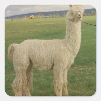 Van Va Va Voom Alpaca Sticker