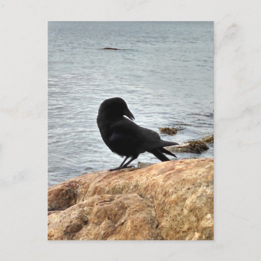 Vancouver Crow Briefkaart (Voorkant)
