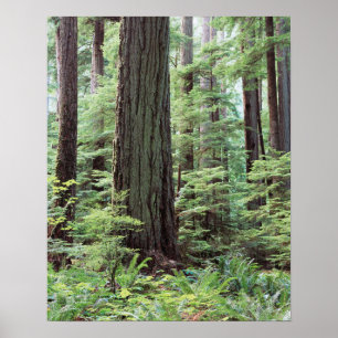 Vancouver Island, provincie MacMillan Park 1 Poster