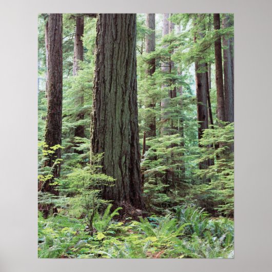 Vancouver Island, provincie MacMillan Park 1 Poster (Voorkant)