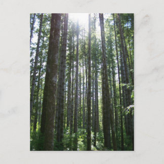 Vancover Island Forest Briefkaart