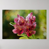 Vanda Bouquet Poster (Voorkant)