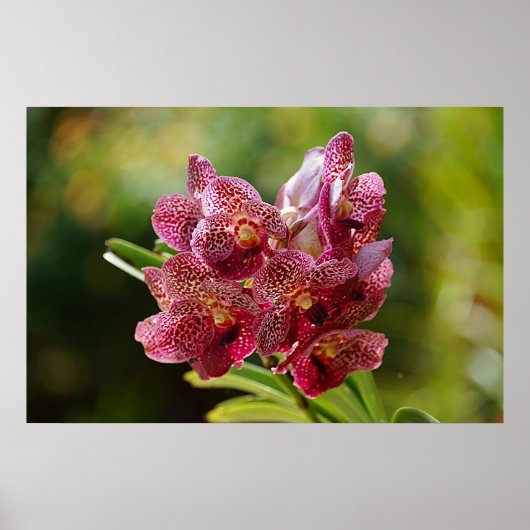 Vanda Bouquet Poster (Voorkant)