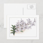 Vanda coerulea briefkaart (Voorkant / Achterkant)