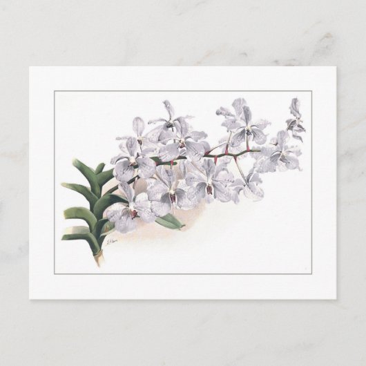 Vanda coerulea briefkaart (Voorkant)