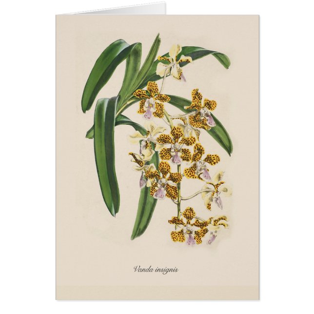 Vanda insignis (Voorkant)