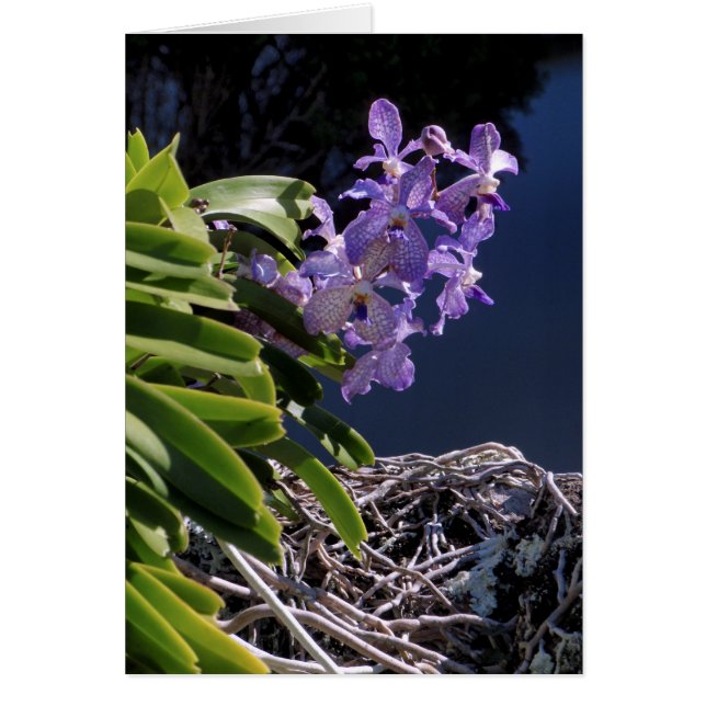 Vanda Orchid (Voorkant)