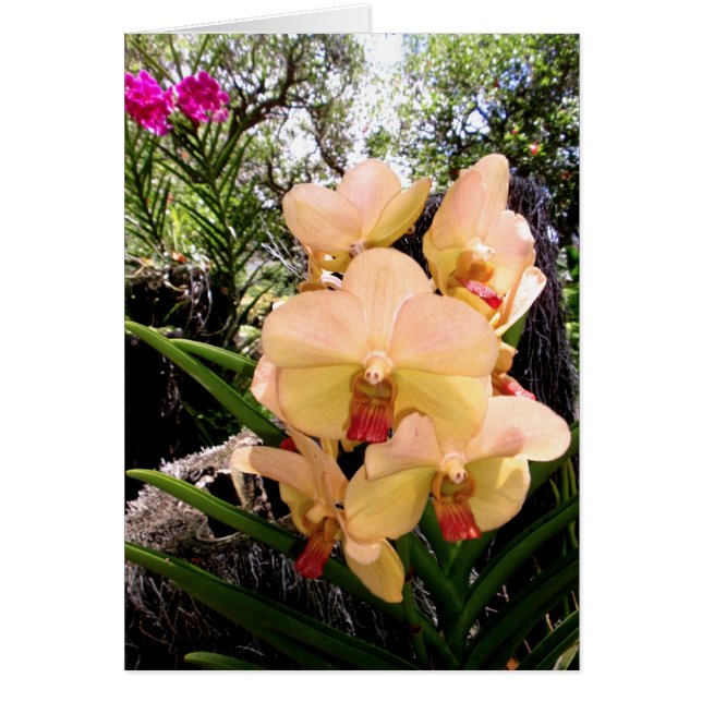 Vanda Orchid (Voorkant)