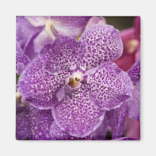 Vanda Orchid Magneet (Voorkant)