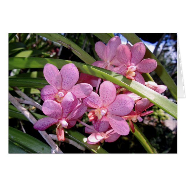 Vanda Orchids (Voorkant Horizontaal)