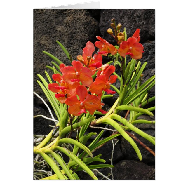 Vanda Orchids (Voorkant)