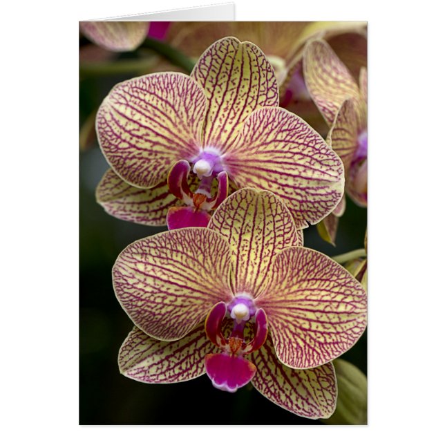 Vanda Orchids Blank Card (Voorkant)