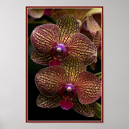 Vanda Orchids Poster (Voorkant)