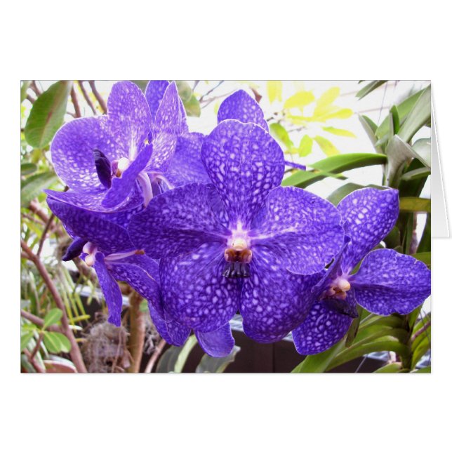 Vanda Pachara Orchid (Voorkant Horizontaal)