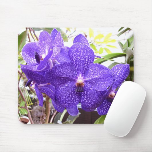 Vanda Pachara Orchid Muismat (Met muis)