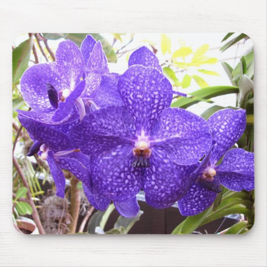 Vanda Pachara Orchid Muismat (Voorkant)
