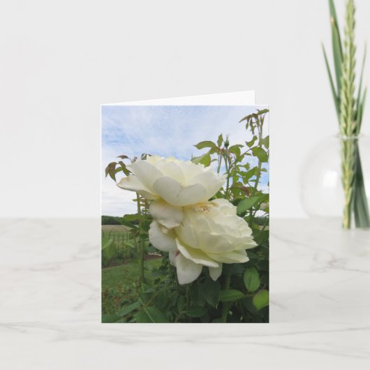 Vanessa Bell Yellow Rose, verticaal  Kaart (Voorkant)