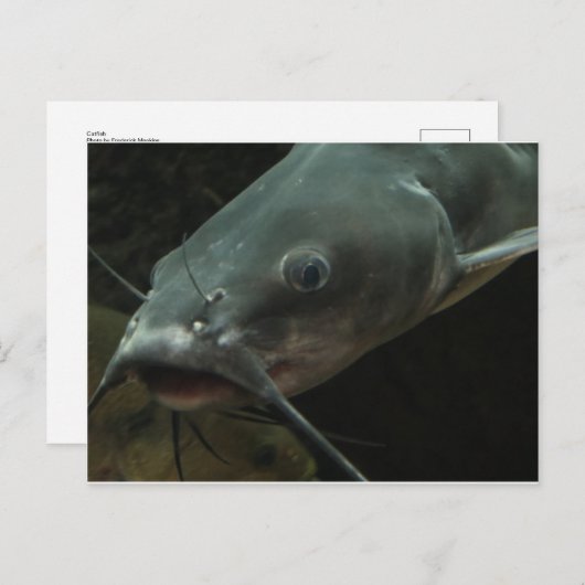 Vangst Briefkaart (Voorkant / Achterkant)