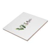 VANGSTKUNST, kattenkop, viskwekerij, kruid, plant, Tegeltje (Zijkant)