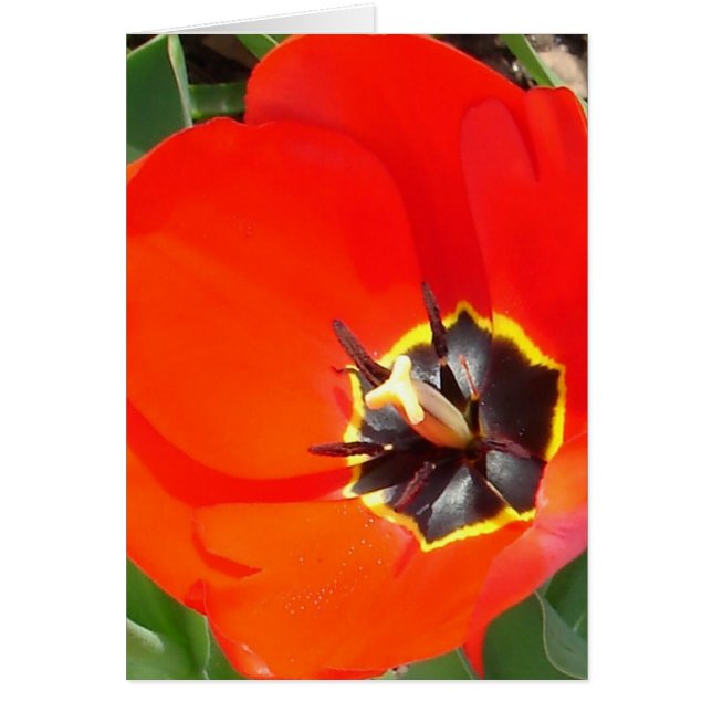 Vangstralen (Voorkant)