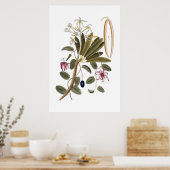 Vanilla botanische poster (Keuken)