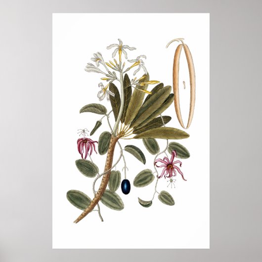 Vanilla botanische poster (Voorkant)