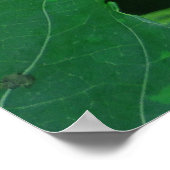 Vanilla Orchid Beans Poster (Hoek)