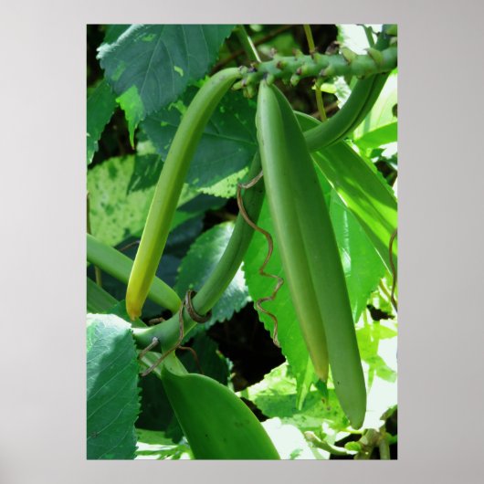 Vanilla Orchid Beans Poster (Voorkant)