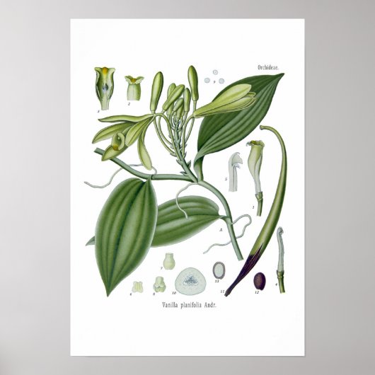 Vanilla orchid poster (Voorkant)