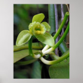 Vanilla Orchid Poster (Voorkant)