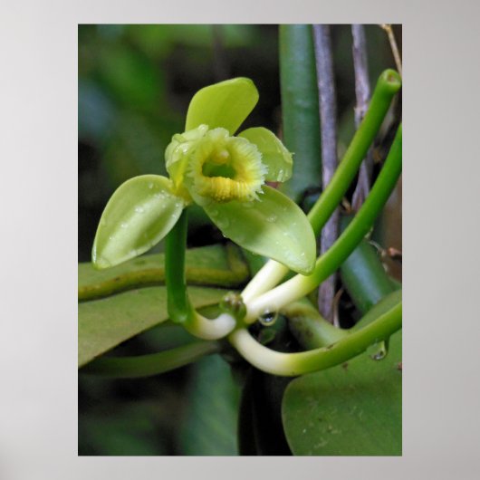 Vanilla Orchid Poster (Voorkant)