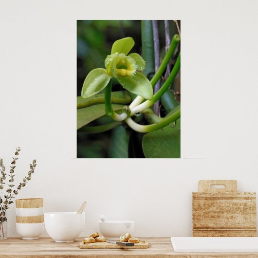 Vanilla Orchid Poster (Keuken)