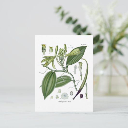 Vanilla planifolia briefkaart (Staand voorkant)