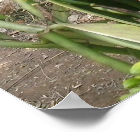 Vanilla Planifolia Orchid Poster (Hoek)