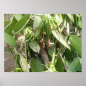 Vanilla Planifolia Orchid Poster (Voorkant)