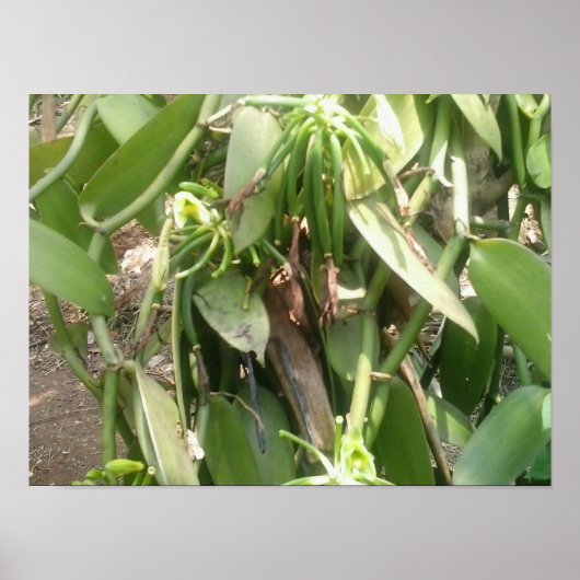 Vanilla Planifolia Orchid Poster (Voorkant)