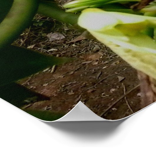 Vanilla Plant Orchids Afbeelding Poster (Hoek)