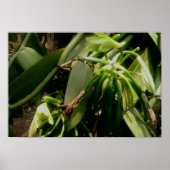 Vanilla Plant Orchids Afbeelding Poster (Voorkant)